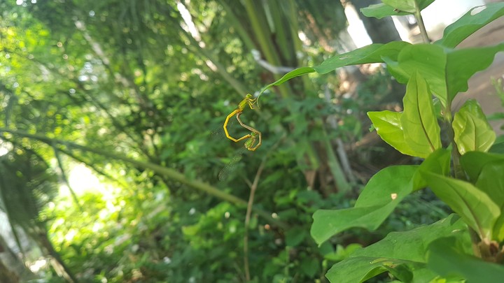 ? dragonfly couple
