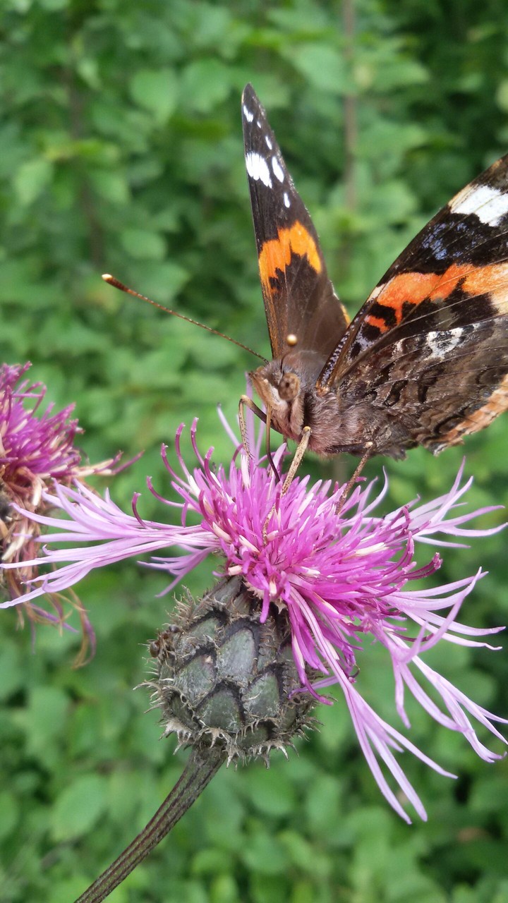 butterfly