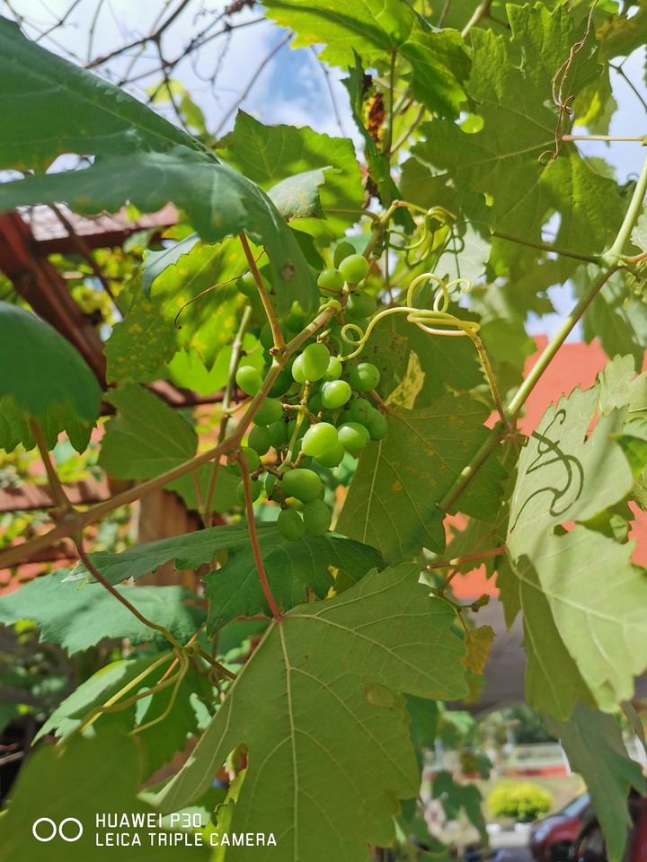Grape