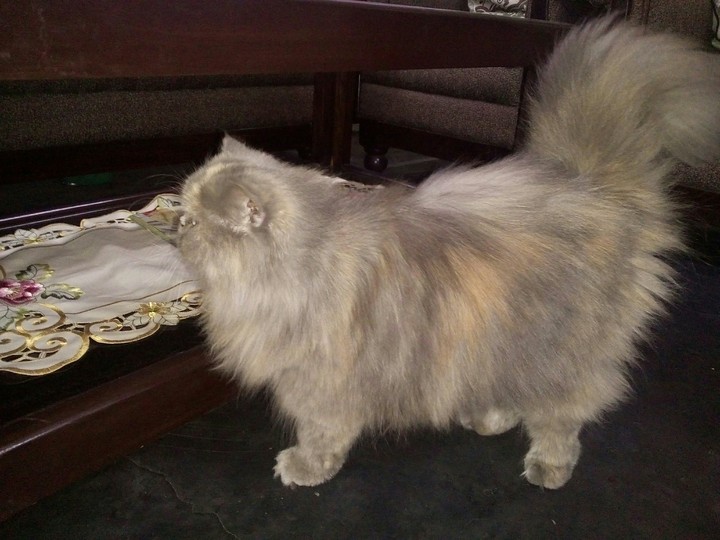 cat