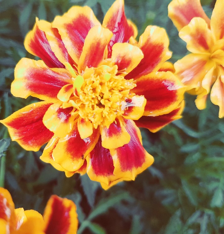 flower