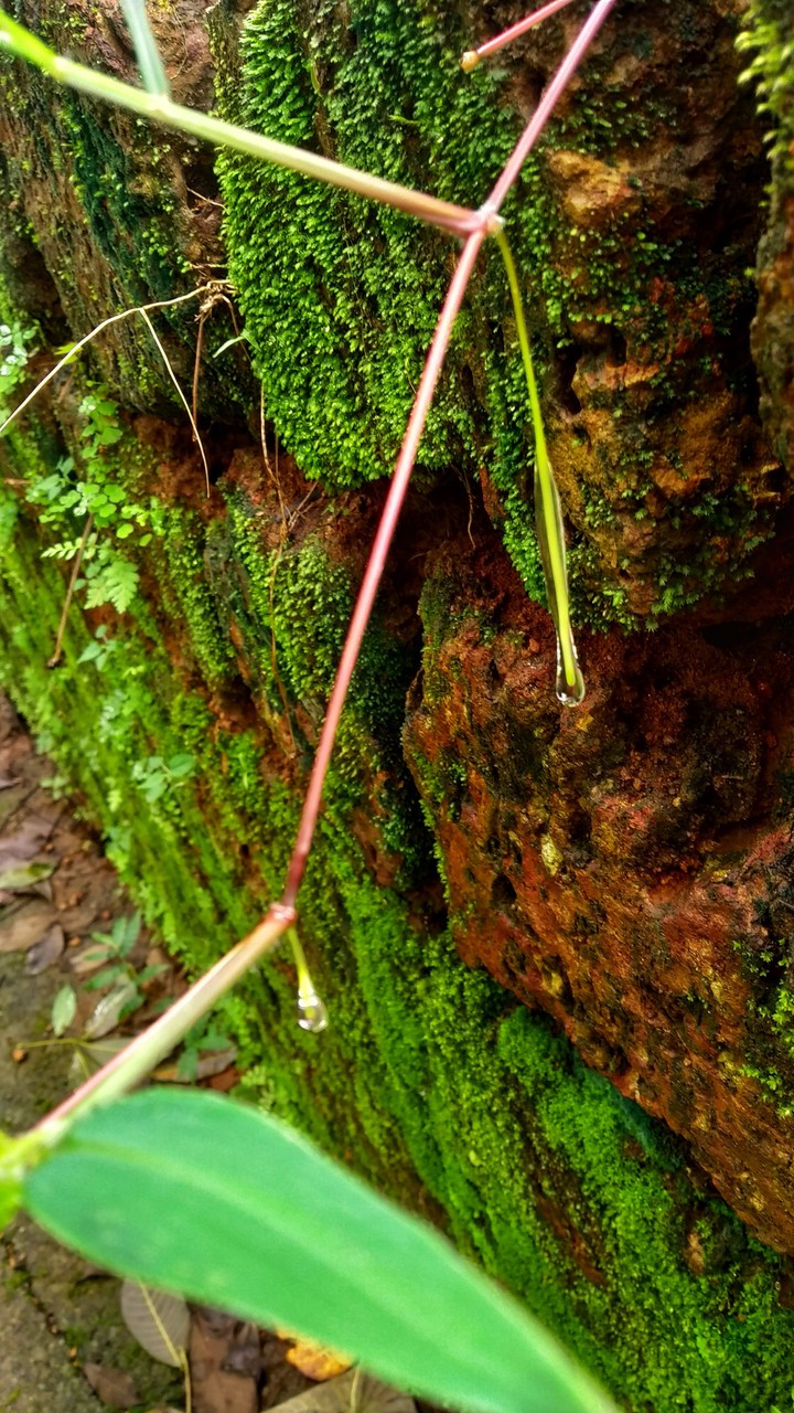 Nature Green
