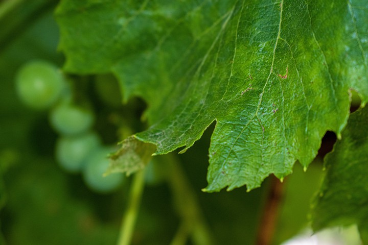 Leaves