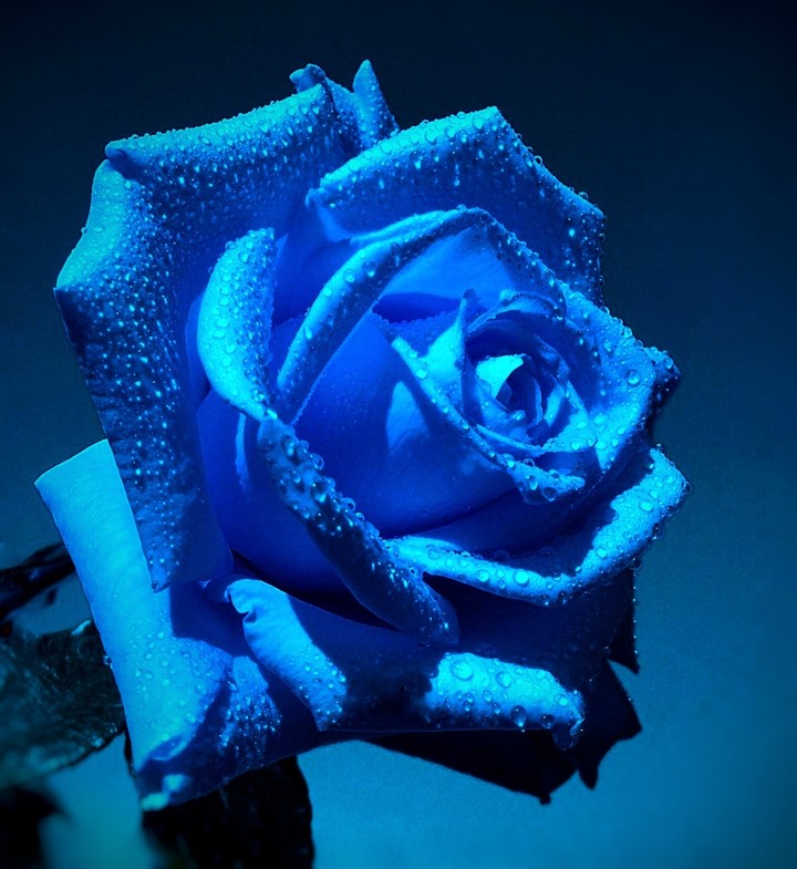 Blue Rose