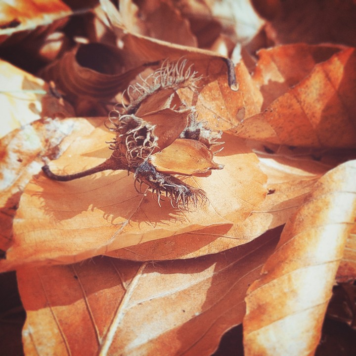 Fall leaves