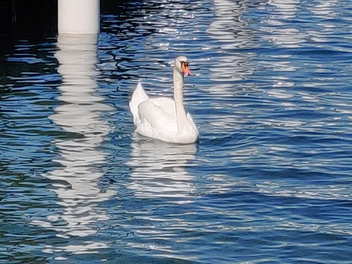 Swan