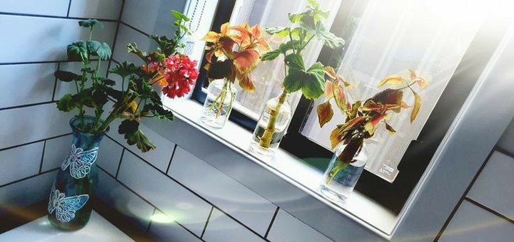 plants