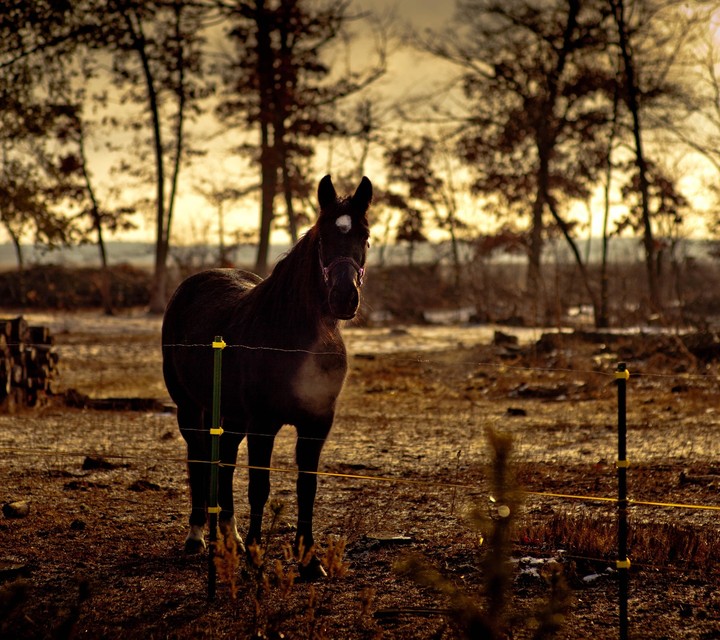 cute horse ..