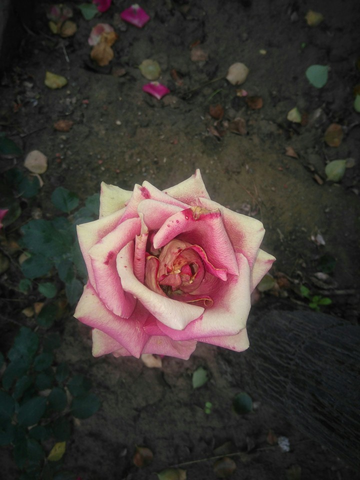 rose