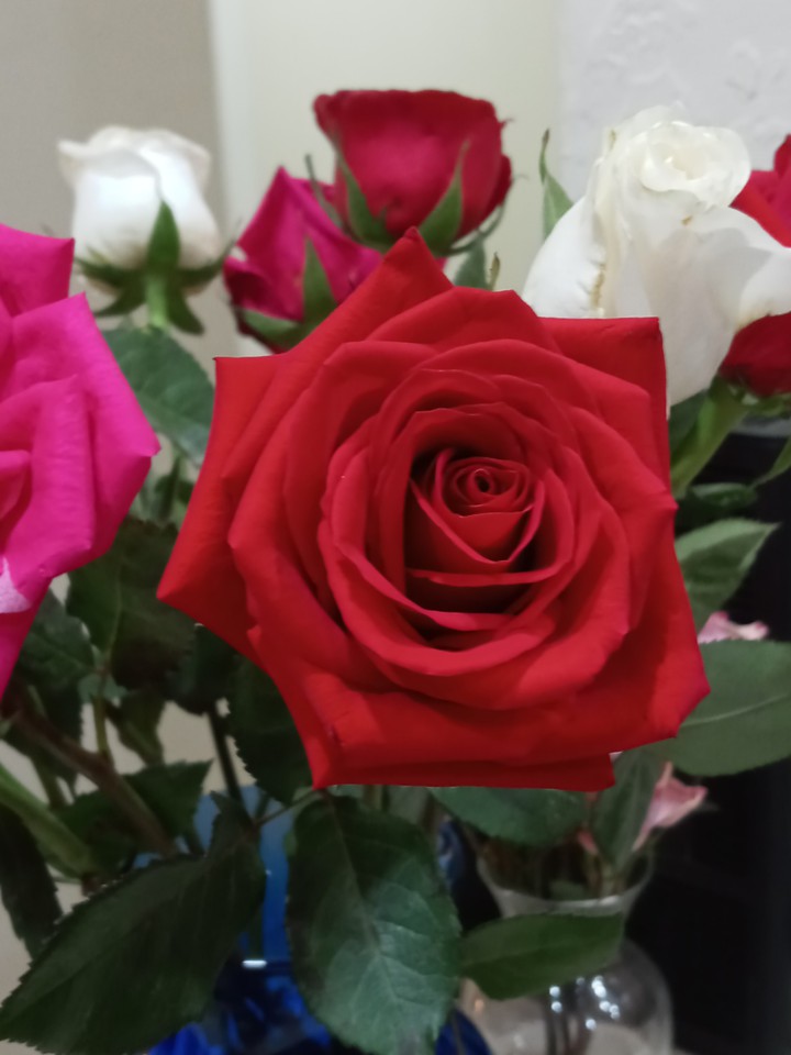 pretty roses!