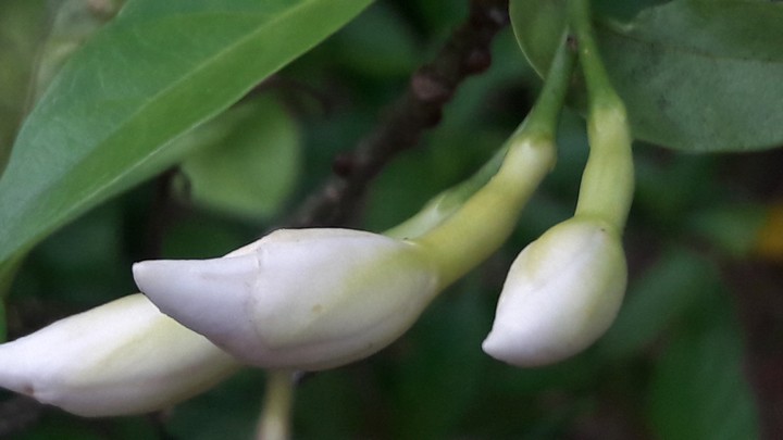 flower  bud