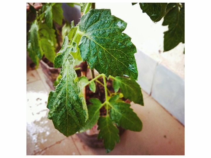 leaves