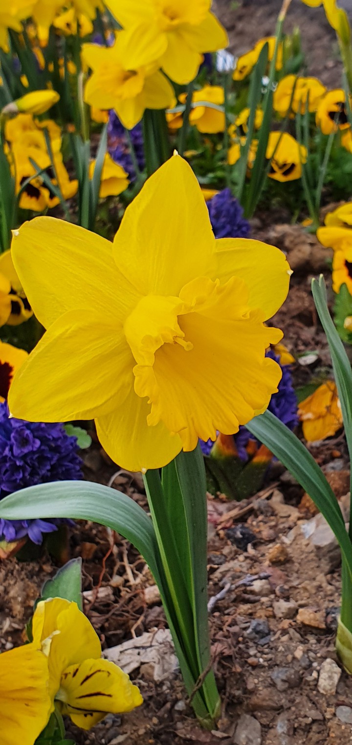 yellow flower