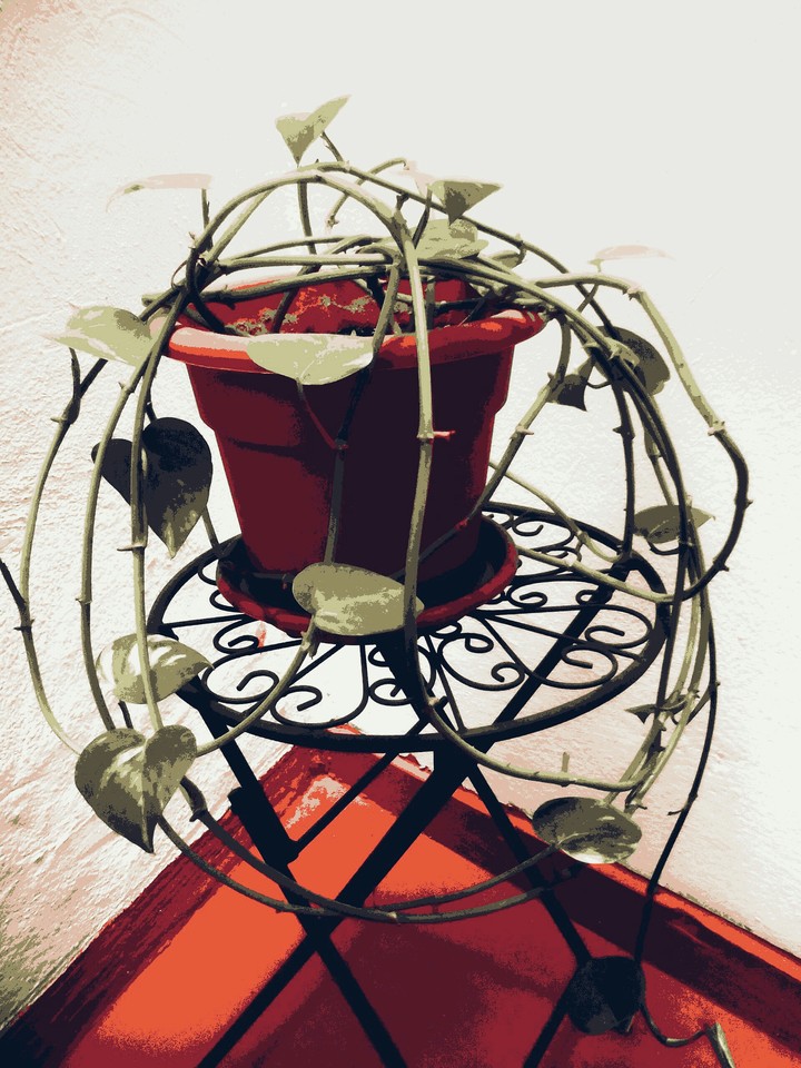 plants