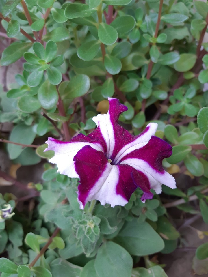 Purple