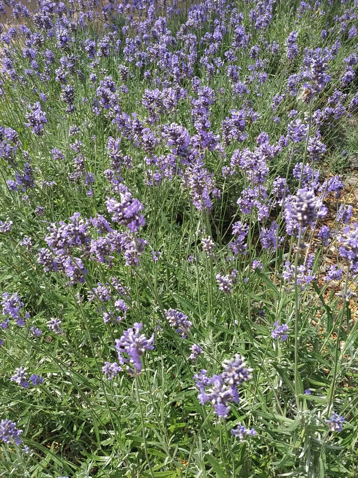 lavender