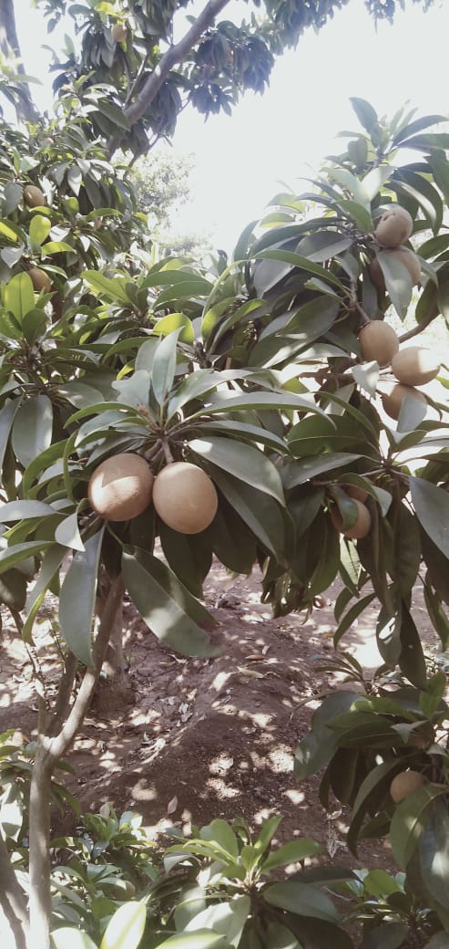 sapodilla