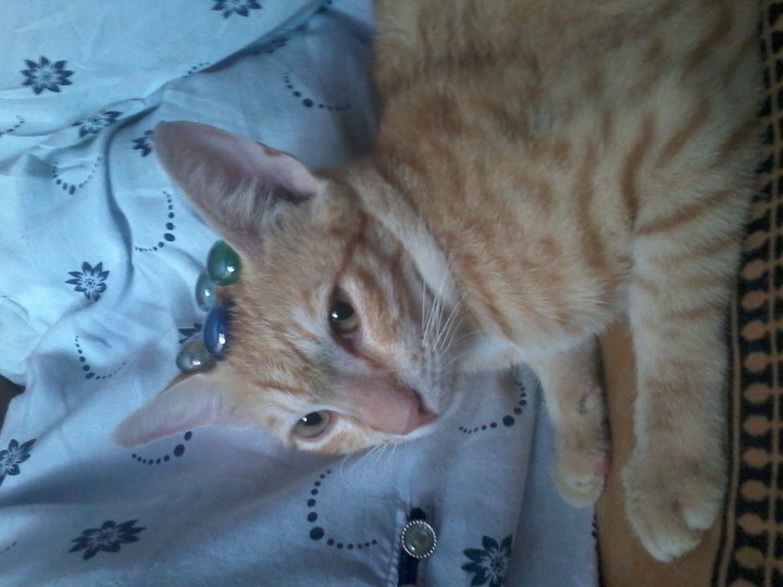 pearl cat
