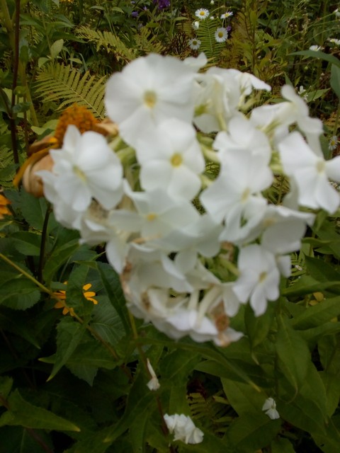 Blume