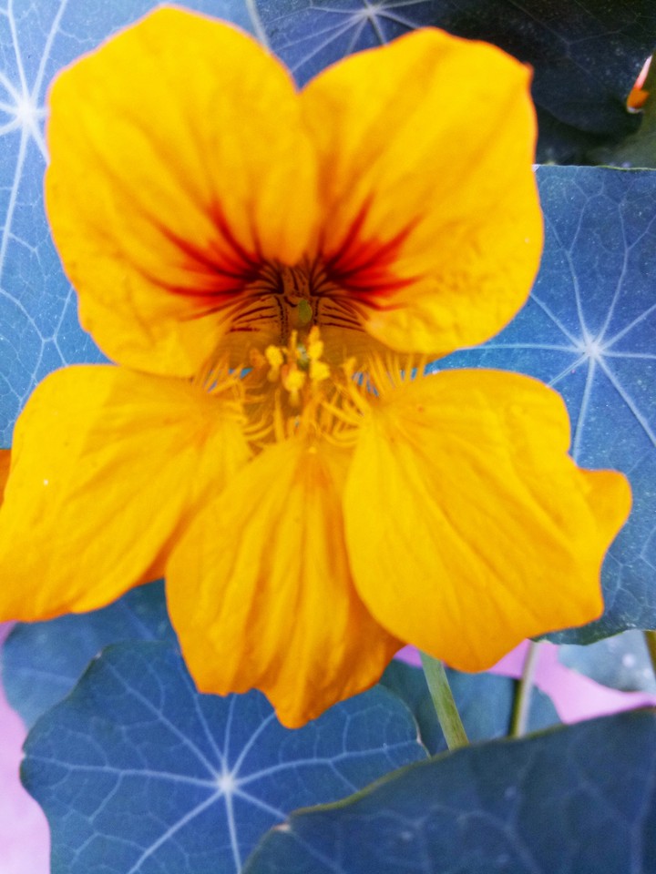flower