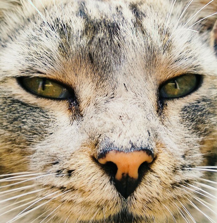 my cat