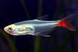 Fish