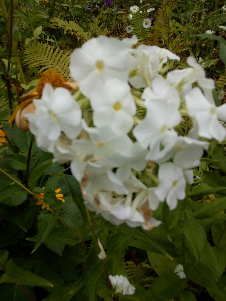 Blume