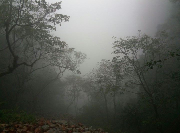 clouds trees