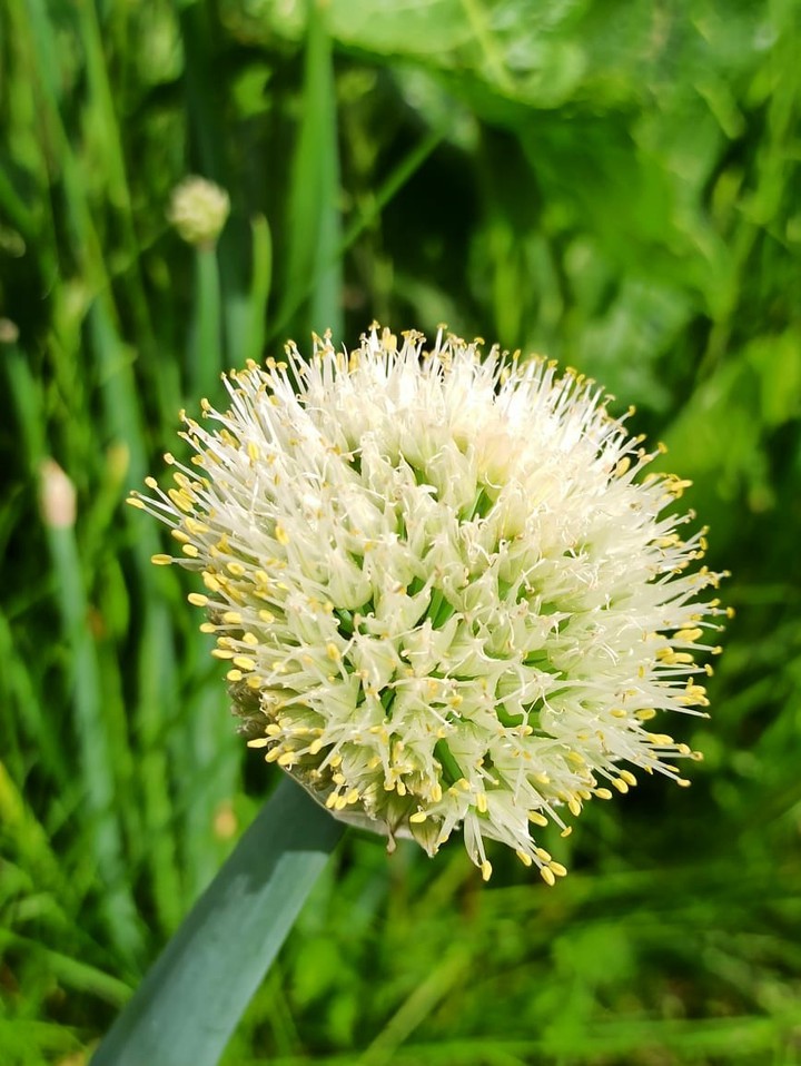 Onion