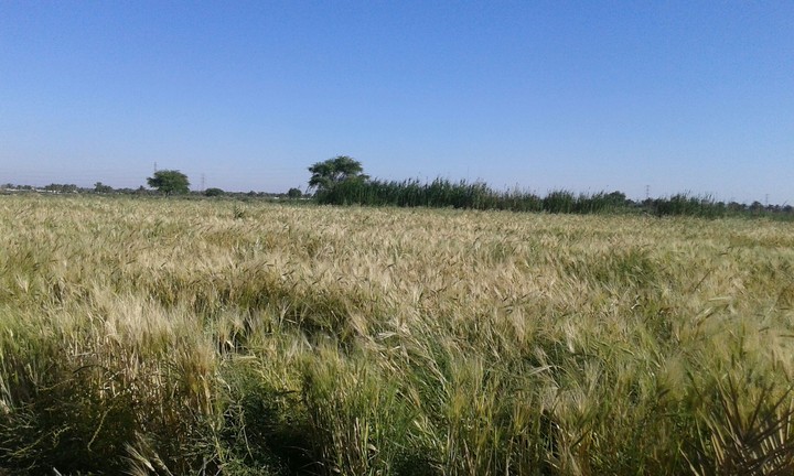 in the farm2