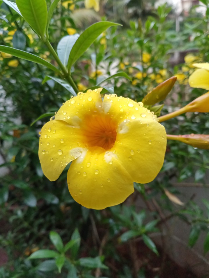 Flower