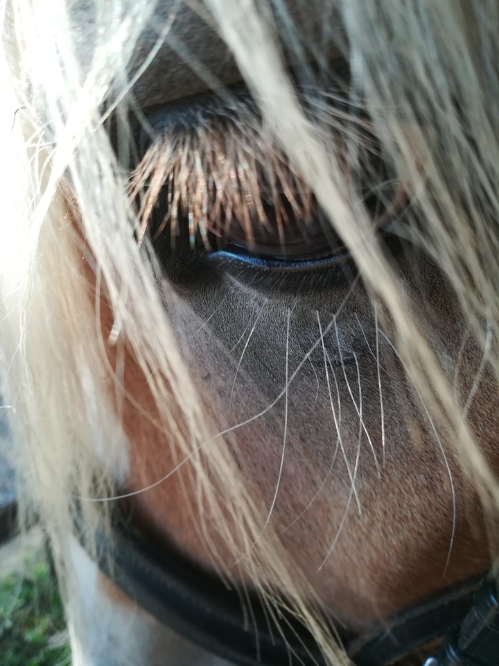 HORSE