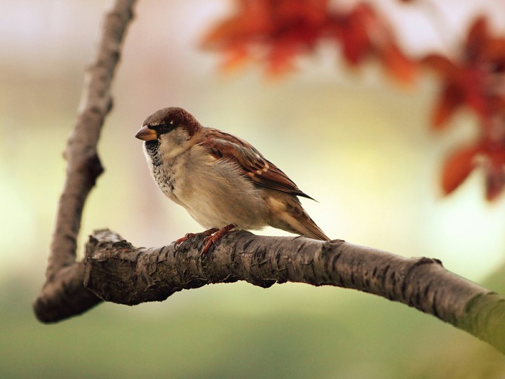 Sparrow...❤