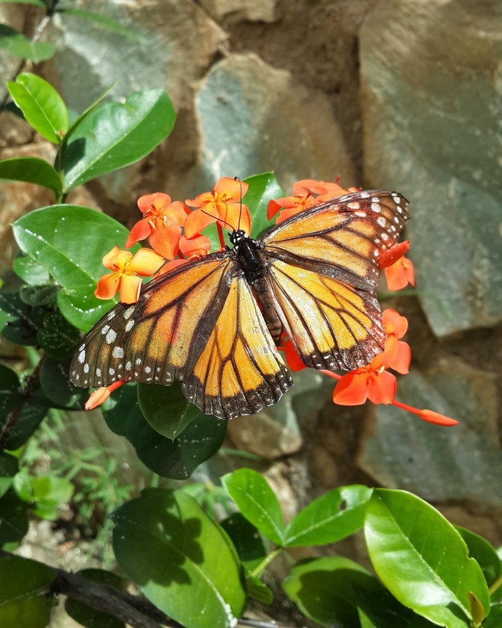 mariposa