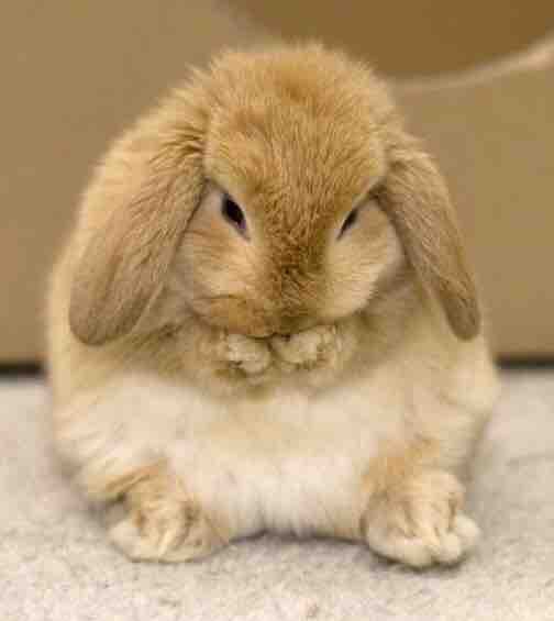 cute rabbit eating carrots