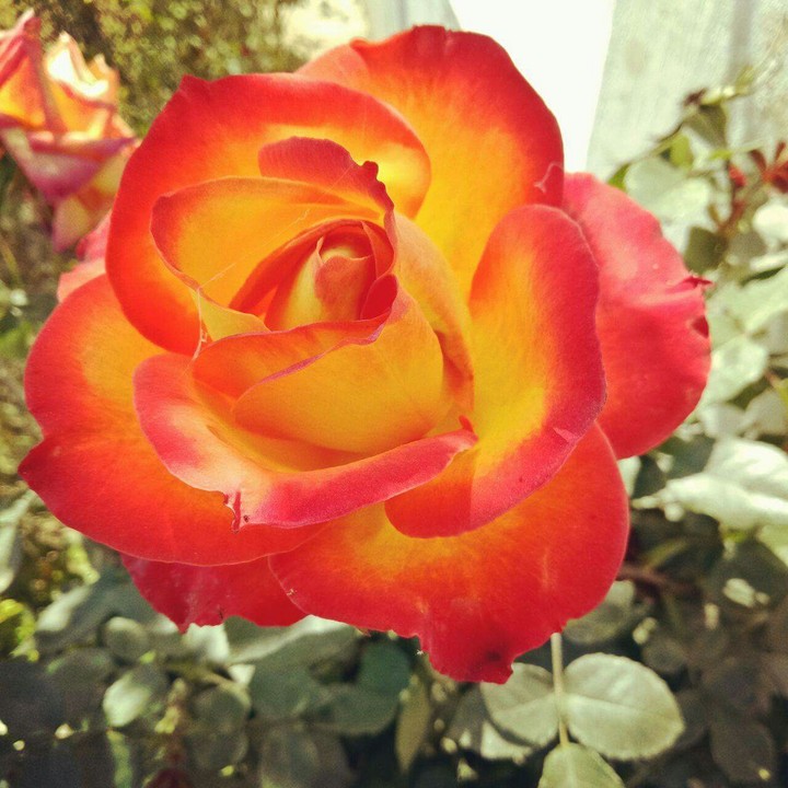 flower