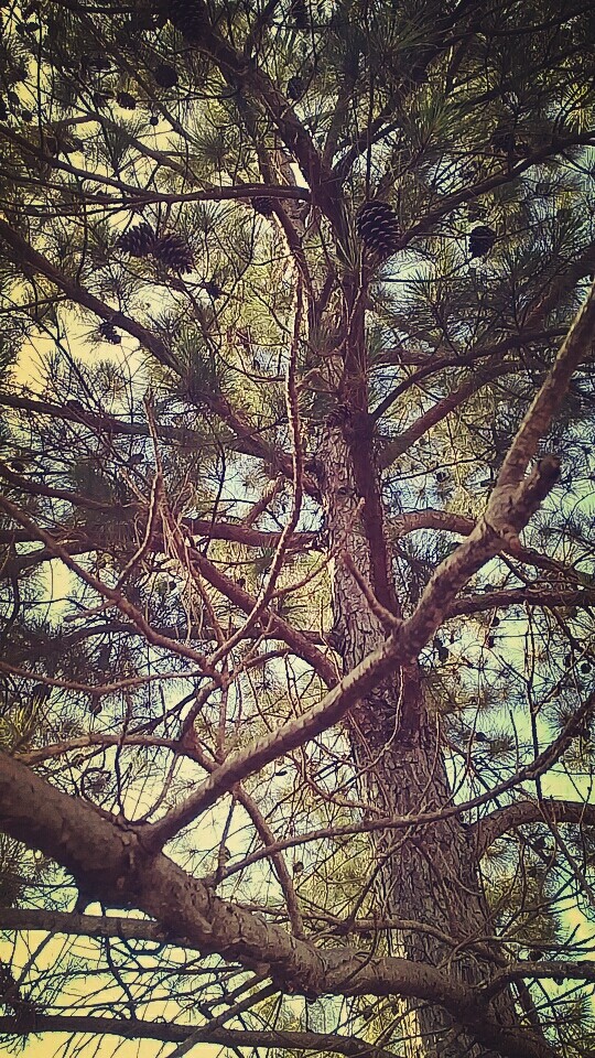 pinus