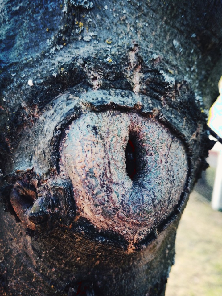 strange tree