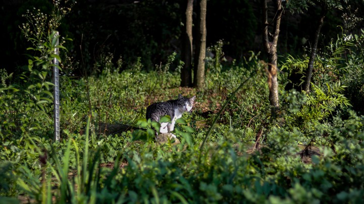 a cat