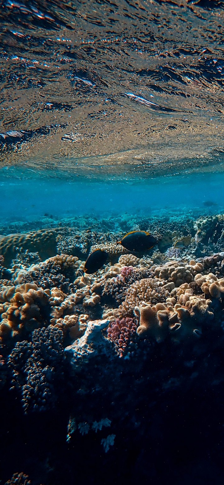 sea