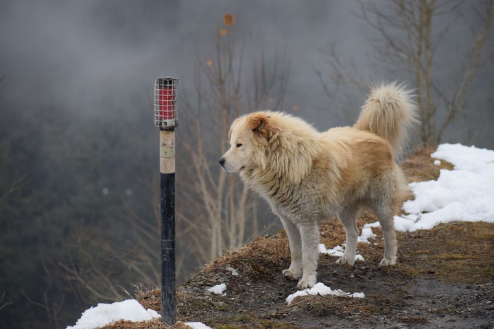 dog