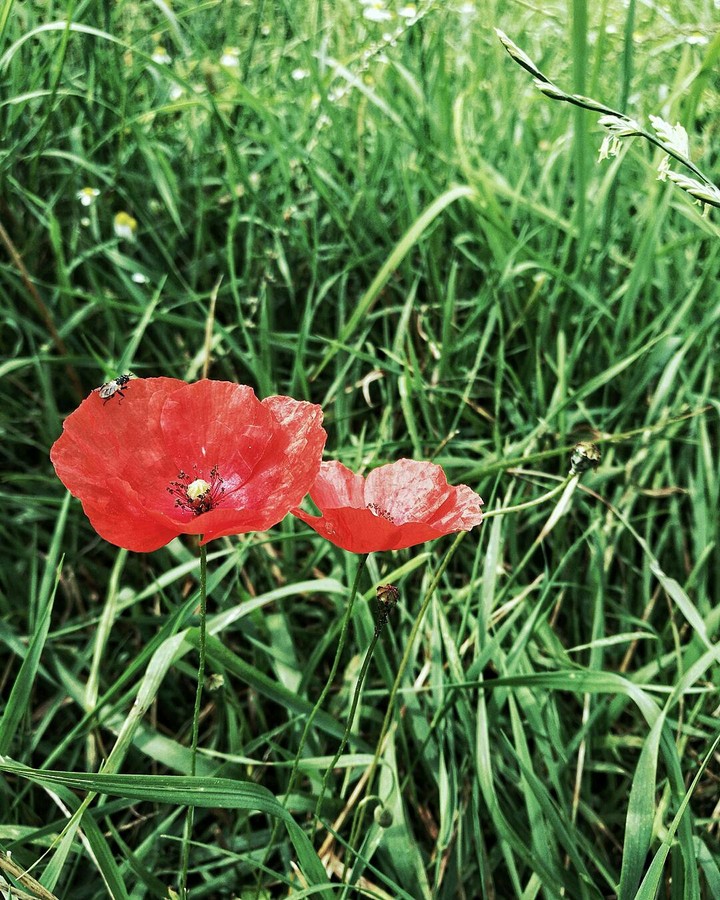 poppy flower