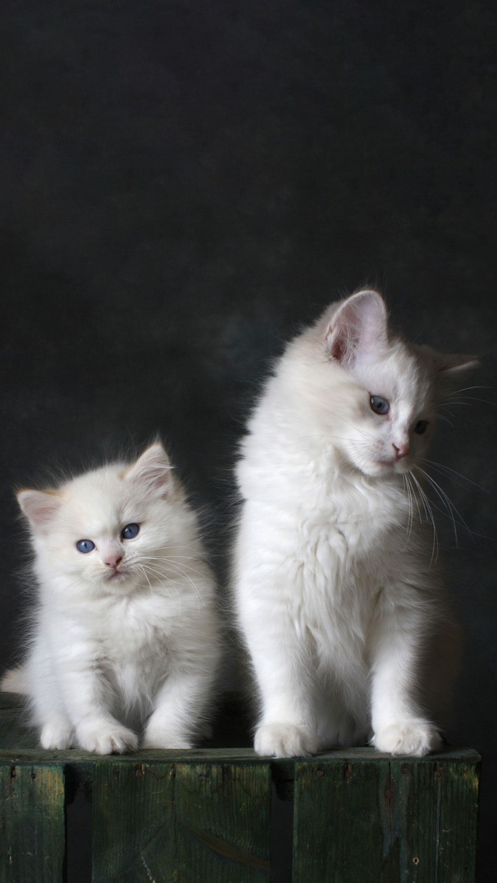 2 gatitos