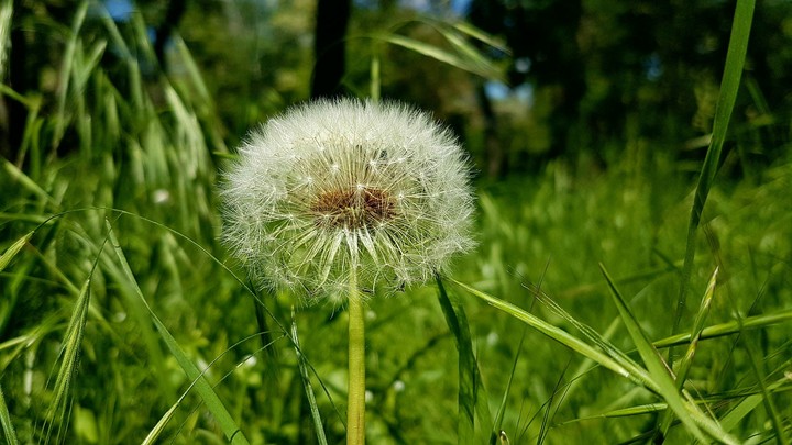 Dandelion