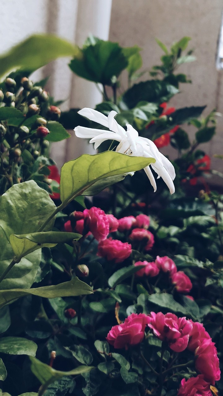 indoor gardens