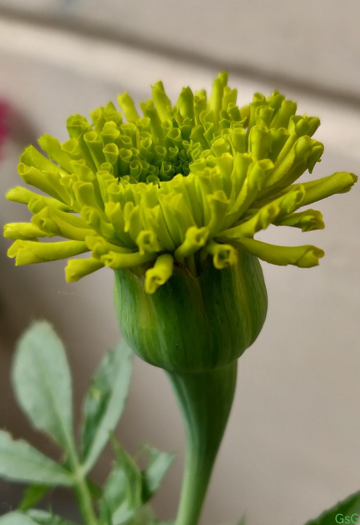 marigold buds