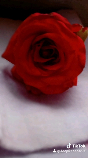 garden rose