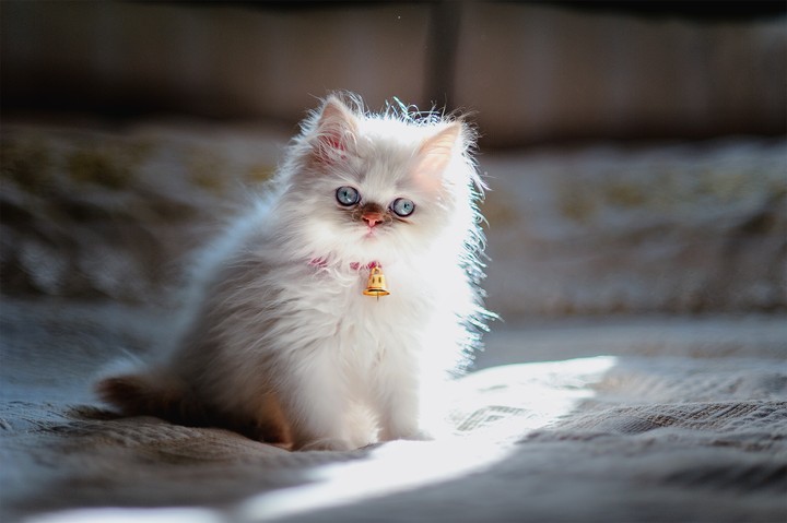 киса