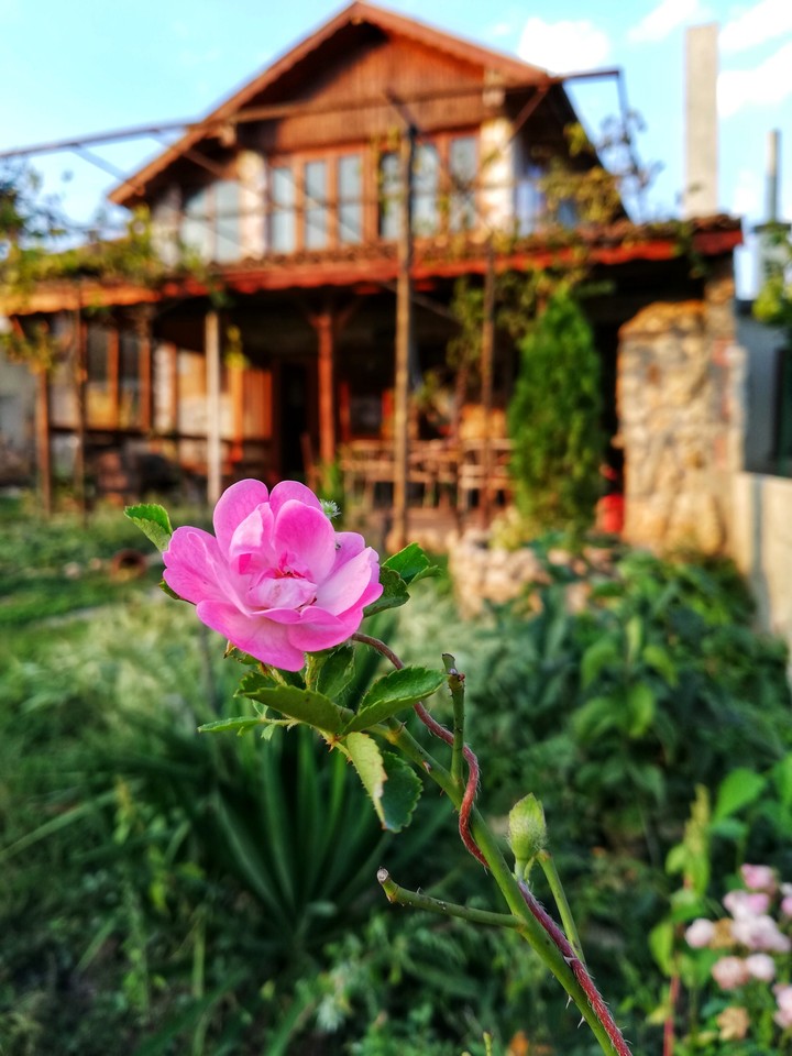 beautiful flower