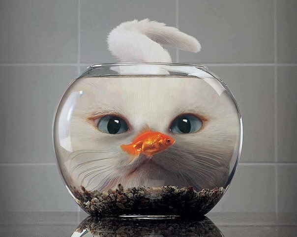 белый кот